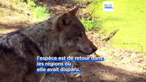 La Commission européenne va réexaminer le statut de protection des loups