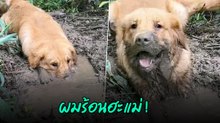 เมื่อน้องโกลเด้นเล่นโคลนสบายใจ แต่ด้านแม่ถึงกับว้าวุ่นพร้อมไม้เรียวสั่น