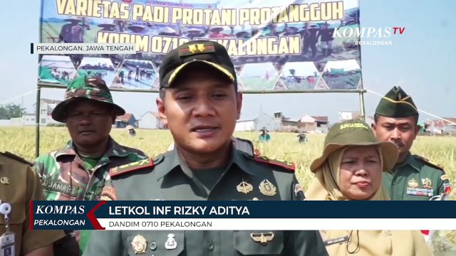 TNI Panen Padi Anti Stunting, Bantu Warga Kurang Gizi