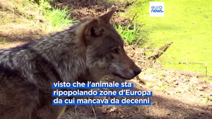 L'Ue pronta a rivedere lo status di protezione del lupo