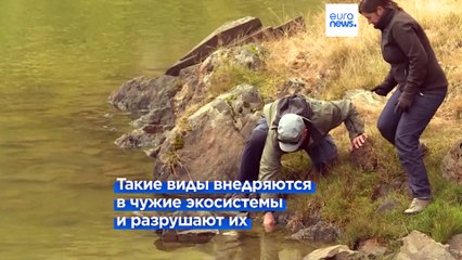 ООН: инвазивные виды стоят глобальной экономике $423 млрд в год