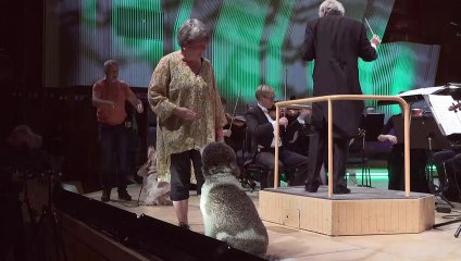 Symphonie en "ouaf" majeur: au Danemark, des chiens accompagnent un orchestre de chambre