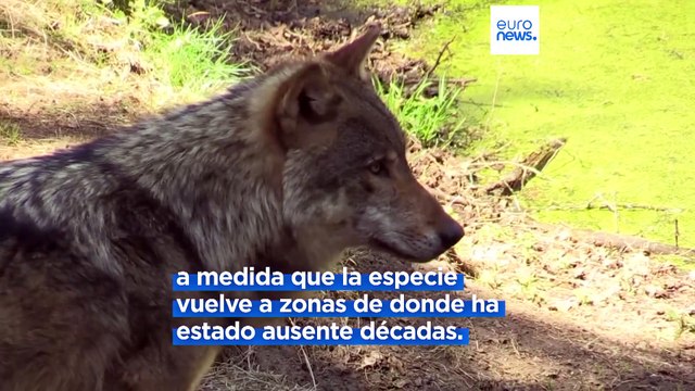 La UE revisará el estatus de protección de los lobos mientras Ursula von der Leyen advierte de un peligro real