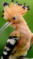 Top 10 National Birds Worldwide | Birdwatchers' Paradise #trending, #viralvideo, #explorepage, #trendingtopics, #instavideo, #facebookvideo, #sharethis, #mustwatch, #videooftheday,