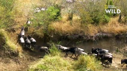 Les crocodiles sont les maîtres des rivières d'Afrique   AFRIQUE  À LA VIE, À LA MORT