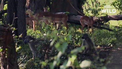 Les babouins face à l'attaque du léopard