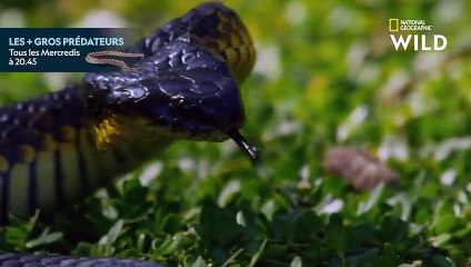 Les Elapidae, colons venimeux d'Australie