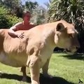 Cet animal est un ligre, croisement entre un lion et un tigre