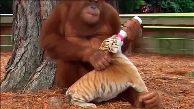 Cet Orang-outan donne le biberon a un bébé tigre