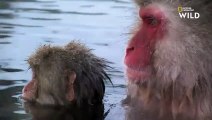 Les privilèges chez les familles dominantes de macaques japonais