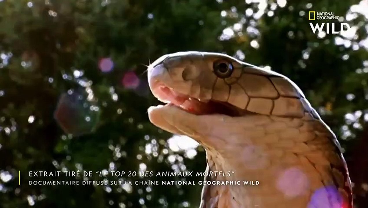 Quel animal venimeux fait le plus de victimes chez l'Homme