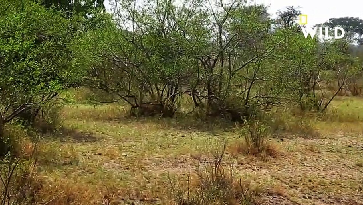 Un babouin tient tête à une lionne