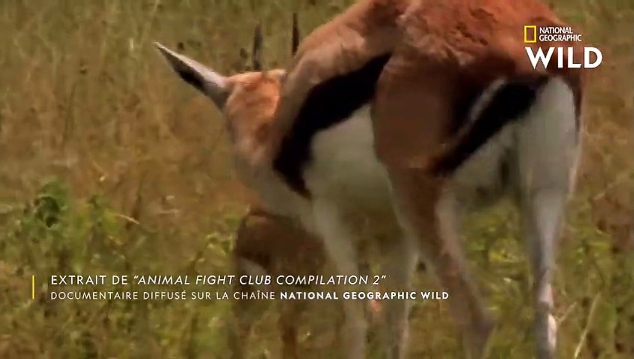 Un babouin capture un faon, mais la gazelle est prête à tout pour récupérer son petit