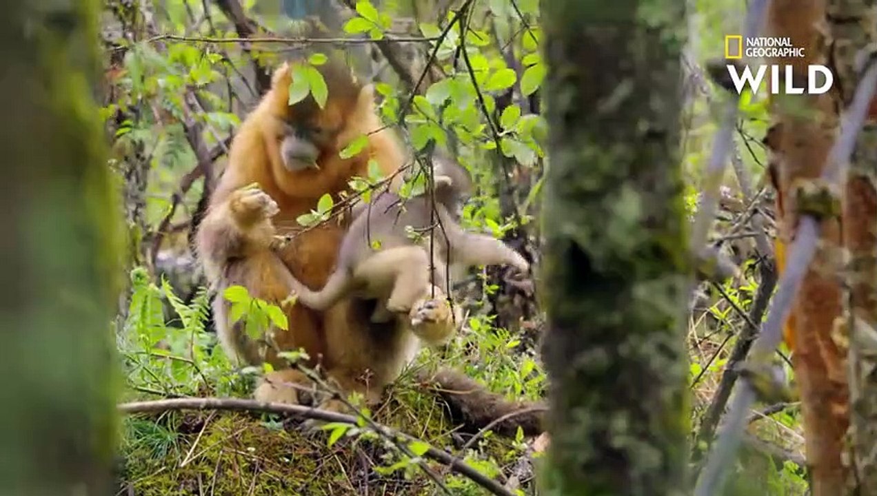 Un bébé singe explore sa forêt natale