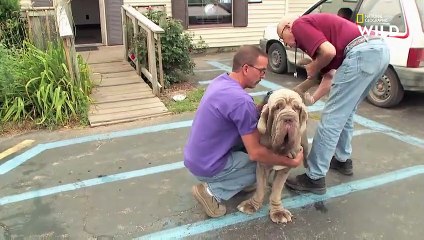 Un mâtin napolitain de 3 ans en mauvaise forme   L'INCROYABLE DR POL