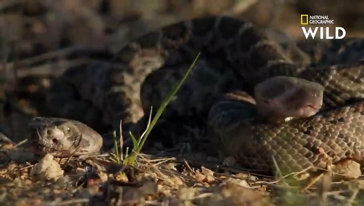 Un serpent à sonnette défend ses petits en dépit du danger