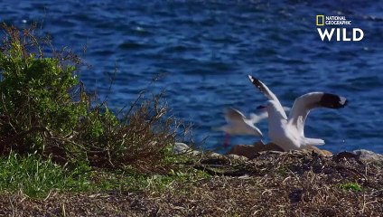 Un serpent-tigre s'attaque à un nid de mouettes
