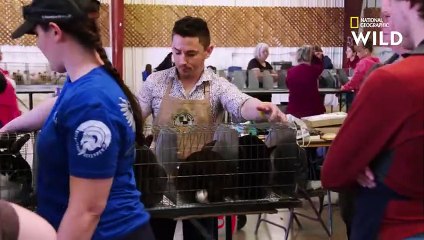 Une lapine naine de Hollande au poil très soyeux   BÊTES DE GLOIRE