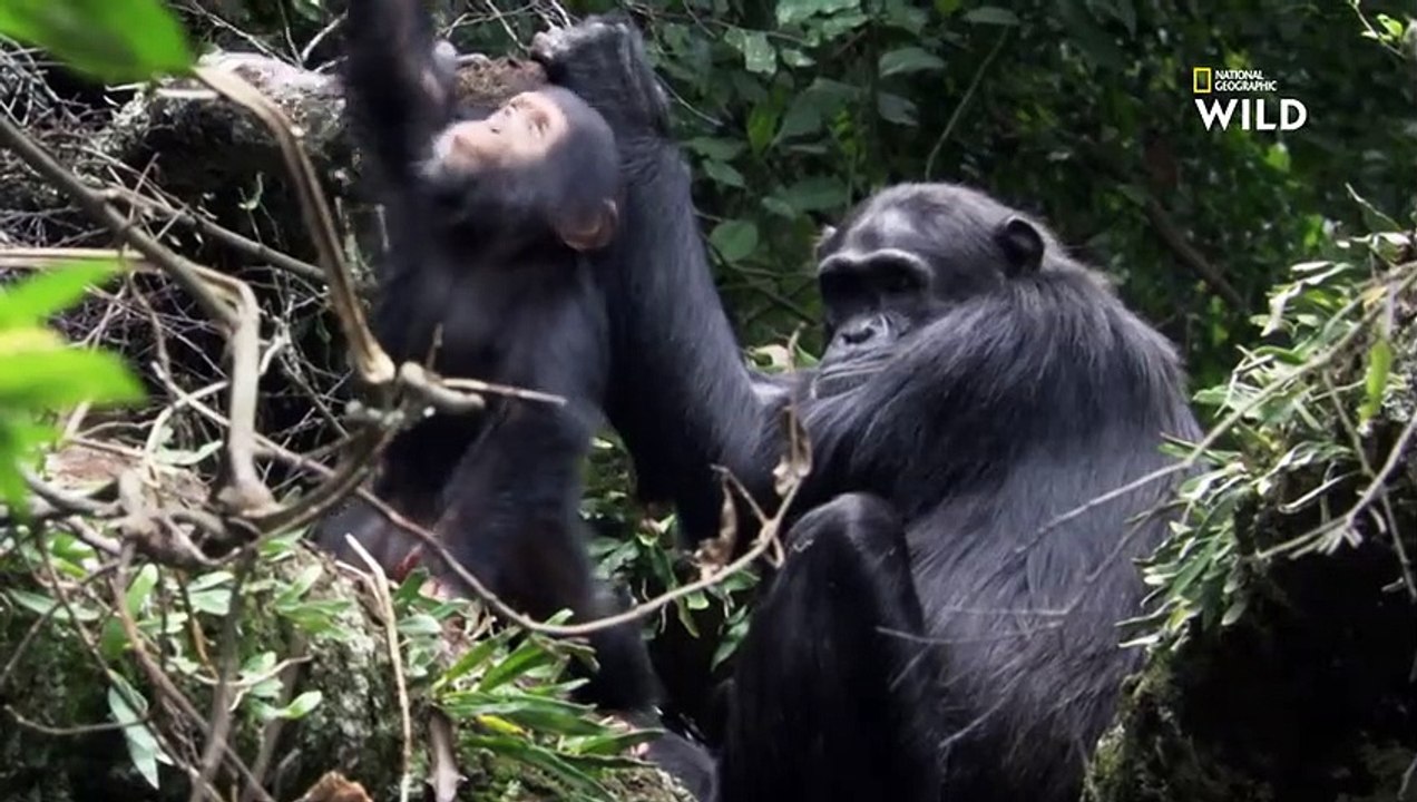 Bagarres amicales entre bébés chimpanzés   DESTINATION WILD  LES MERVEILLES DE L'AFRIQUE