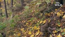 Deux macaques mâles défendent une femelle d'un intrus