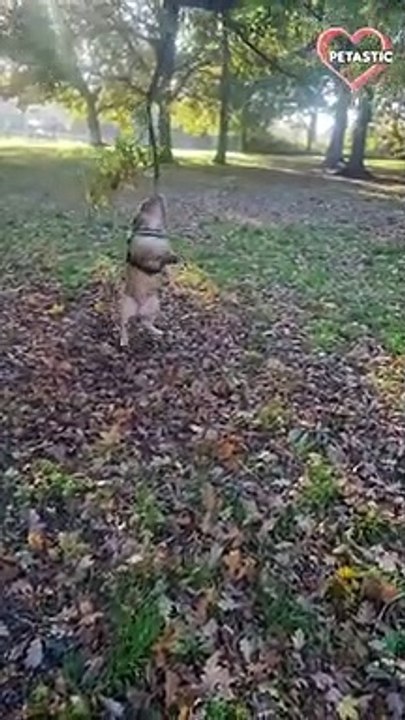 Bulldog turns into 'Hurricane' while swinging from a tree branch   PETASTIC