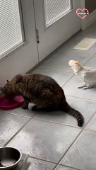 Parrot Snips Cat Who Comes In His Way   PETASTIC