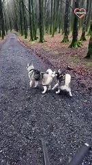 Adorable Twin Puppies Train for Sled Dog Race   PETASTIC