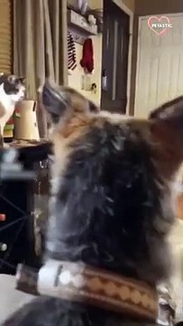 Brave cat comes to owner's rescue and knocks down an out-of-control drone PETASTIC