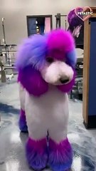 Dog gets her hair color redone and she looks like stunning unicorn!   PETASTIC