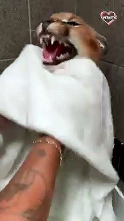 Beautiful Cub roars after bath   PETASTIC