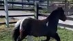 Sassy mini horse tries telling his owner he doesn't want to trot   PETASTIC
