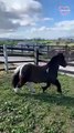 Sassy mini horse tries telling his owner he doesn't want to trot   PETASTIC