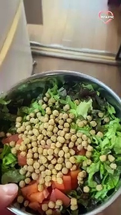 Pet Duck Can't Hold her Excitement after Owner Cooks her Favorite Dish   PETASTIC