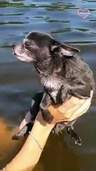 Cute Chihuahua Starts 'Swimming' Before Entering the Water   PETASTIC