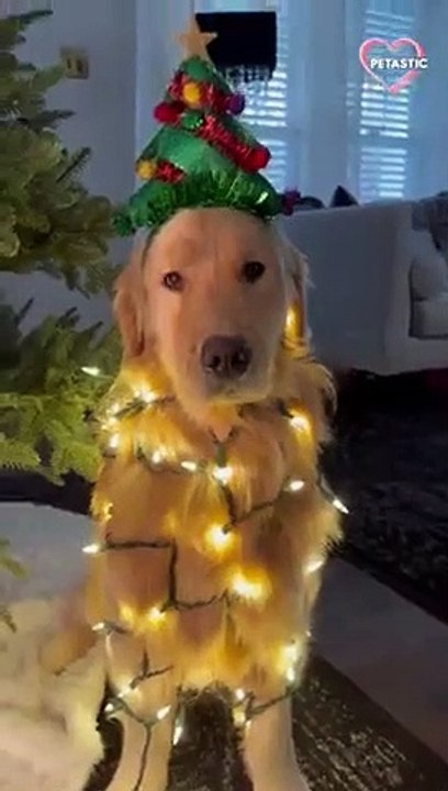 A woman decorates her dog like golden Christmas tree   PETASTIC