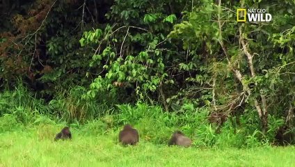 Affrontement entre gorilles à dos noir et à dos argenté