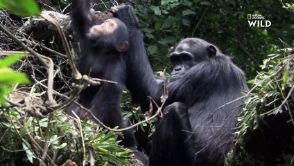 Bagarres amicales entre bébés chimpanzés   DESTINATION WILD  LES MERVEILLES DE L'AFRIQUE