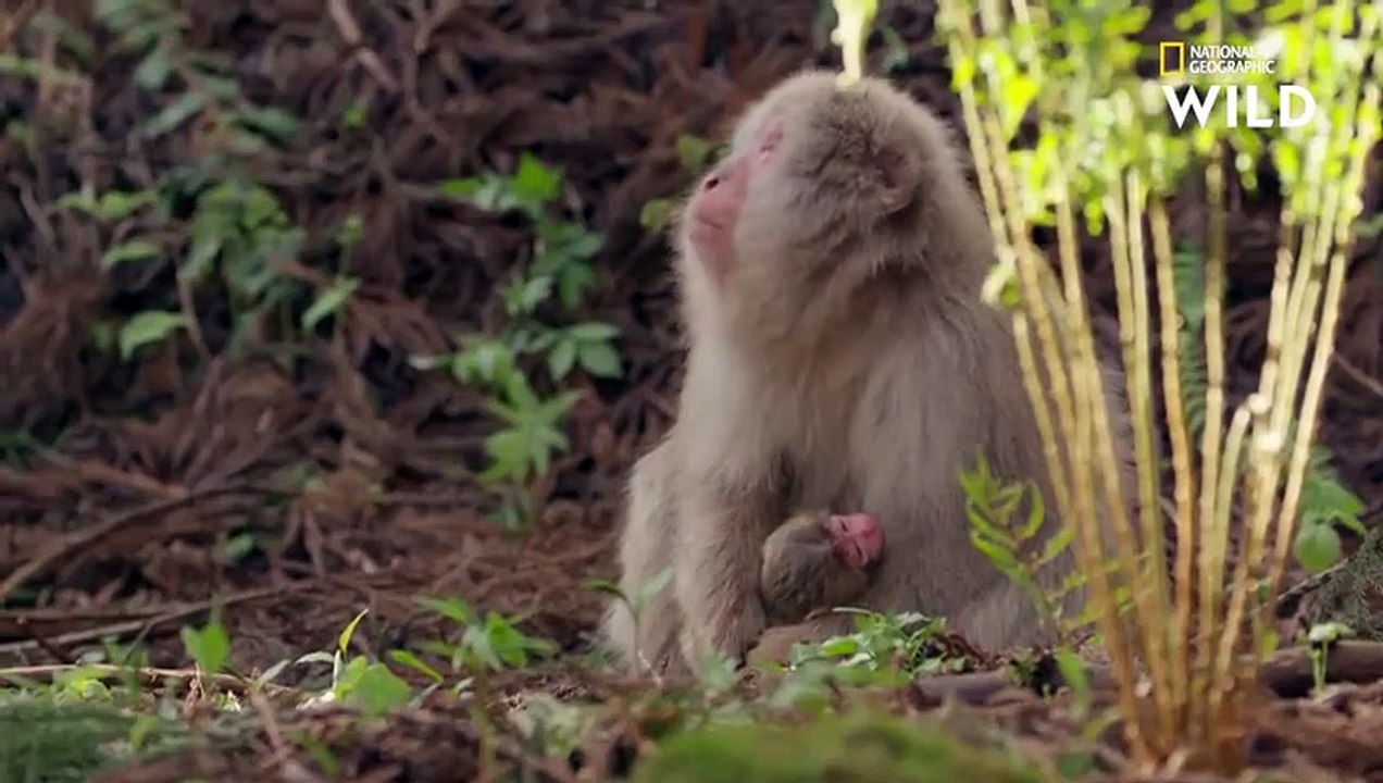 Cette forêt est envahie par des bébés singes