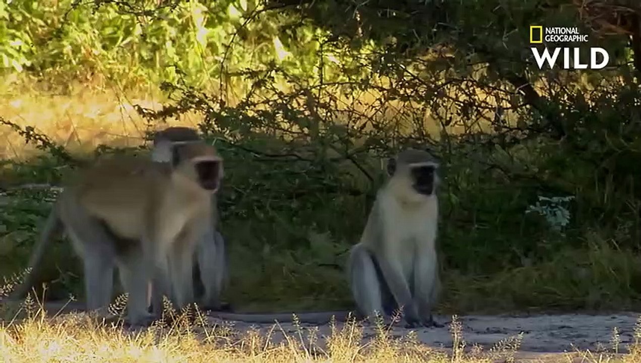 Ce singe a choisi le mauvais jour pour se moquer du léopard