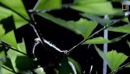 Chaque nuit peut être mortelle pour les tarsiers