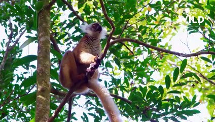 Insolite  la surprenante technique de séduction des lémurs noirs