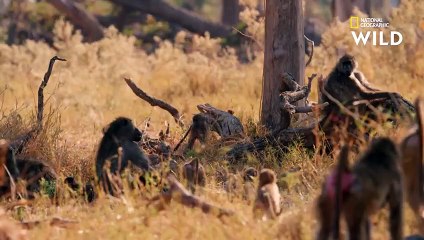 La défense des babouins face aux chiens sauvages