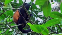 Le capucin à face blanche, primate le plus intelligent du Costa Rica