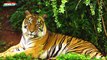 Hổ Bengal - Sát Thủ Ngoài Tự Nhiên Và Những Lần Tấn Công Con Người Ghê Rợn