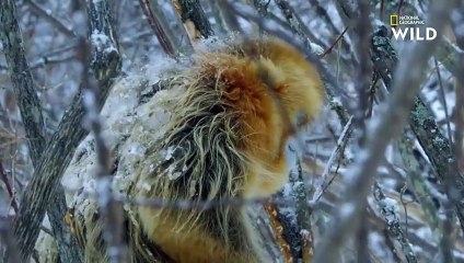 Mignon  ces rhinopithèques se blottissent les uns contre les autres pour survivre dans le froid