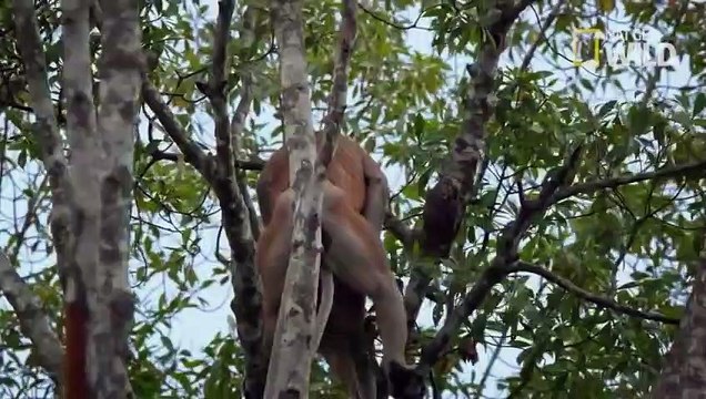 L'immense nez de ce singe lui sert à attirer les femelles