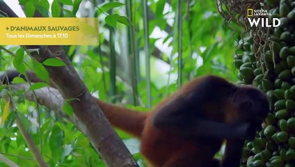 Pris de démangeaisons, ce singe se frotte partout