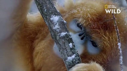 Que mangent les singes pour se maintenir au chaud durant l'hiver