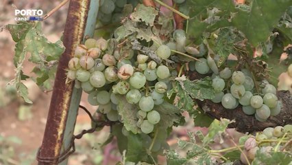 Mau tempo em Valpaços provocou quebras de 80% na produção de azeite