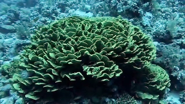 Égypte Safaga 29 août 2023